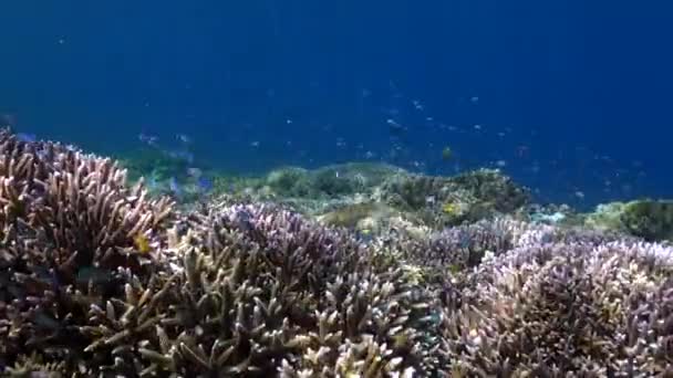 Ζωντανός Κοραλλιογενής Ύφαλος Και Ψάρια Υποβρύχιο Τοπίο Του Μπαλί Είναι — Αρχείο Βίντεο
