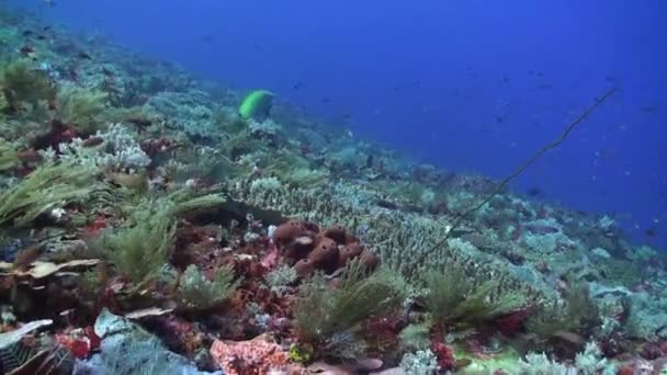 バリ島の水中風景 サンゴ礁 魚が魅力的なテーブルを生み出しています バリの水中風景では サンゴ礁と魚の学校は魅惑的なテーブルを作成します — ストック動画