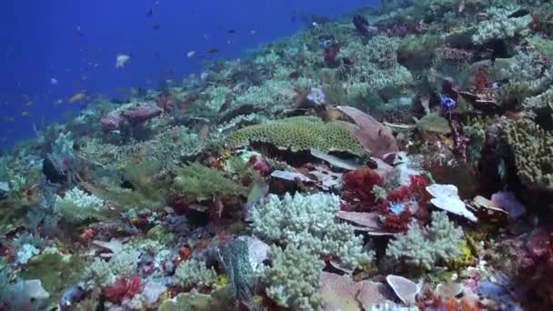 バリ島の水中世界は サンゴと魚の存在によって命を吹き込まれています バリ島のサンゴ礁を魅了し 魚の水中風景の学校に同行し 畏怖と不思議のシーンを作成する — ストック動画