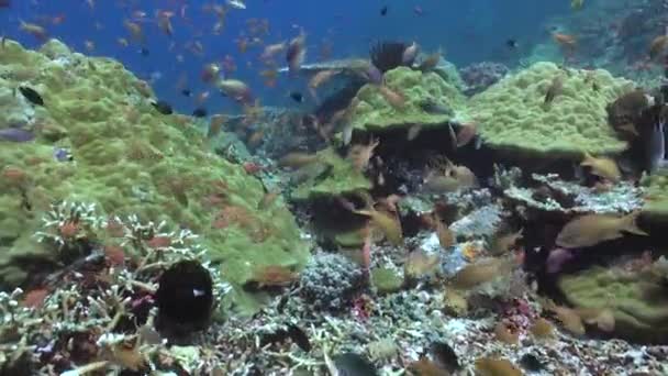 Podwodny Świat Bali Odsłania Hipnotyzujący Urok Ryb Koralowców Hipnotyzującym Wyświetlaczem — Wideo stockowe