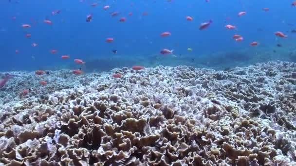 バリ島のサンゴ礁で魚の学校と水中風景 水中風景 魚の学校は目のための魅惑的な光景 本当の饗宴を作成します — ストック動画