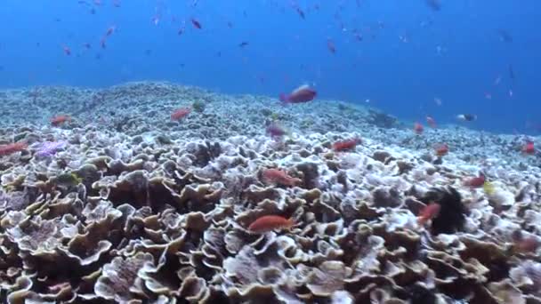 バリ島の水中景観は魚の学校で展示されています 動きと活気に満ちた色 魚とサンゴの学校はバリの水中風景です — ストック動画