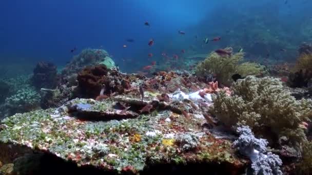巴厘岛的珊瑚纪律 以创造迷人的水下景观 在巴厘岛的水下世界里 迷人的珊瑚礁聚集在一起 形成了水下景观 — 图库视频影像
