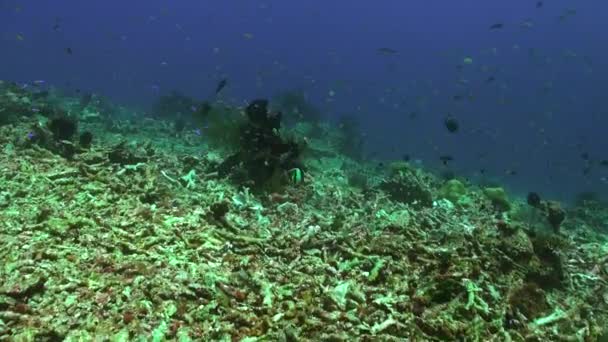 Reino Submarino Bali Escuela Peces Convierte Punto Focal Del Paisaje — Vídeo de stock