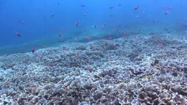 Die Unterwasserlandschaft Balis Wird Einem Magischen Reich Mit Fischschwärmen Inmitten — Stockvideo