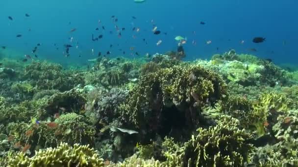 Υποβρύχια Τοπίο Σχολή Των Ψαριών Δημιουργεί Μαγευτική Σκηνή Κοράλλια Υποβρύχια — Αρχείο Βίντεο