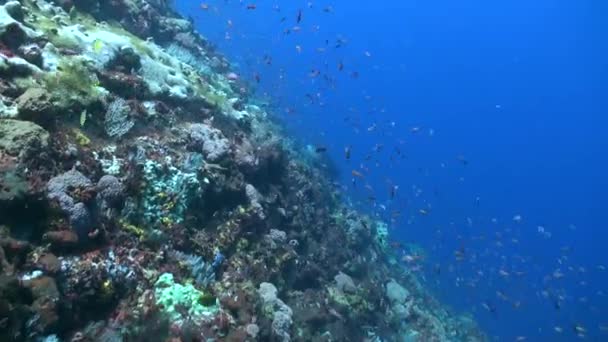 완벽한 조화로 이동하는 물고기의 학교와 발리의 산호초의 배경에 물고기의 학교가 — 비디오
