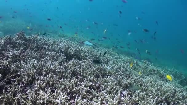 Betoverend Onderwater Landschap Van Bali Betoverend Met School Vissen School — Stockvideo