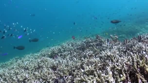 Korallenriff Und Fischschwärme Schaffen Lebenslandschaft Auf Bali Unterwasserreich Des Korallenriffs — Stockvideo