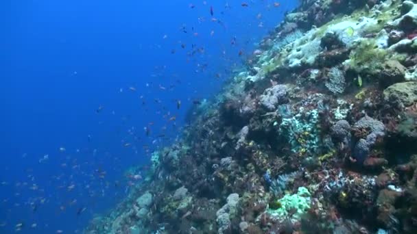 Piękno Podwodnej Rafy Koralowej Żywej Różnymi Gatunkami Koralowców Ryb Zanurz — Wideo stockowe