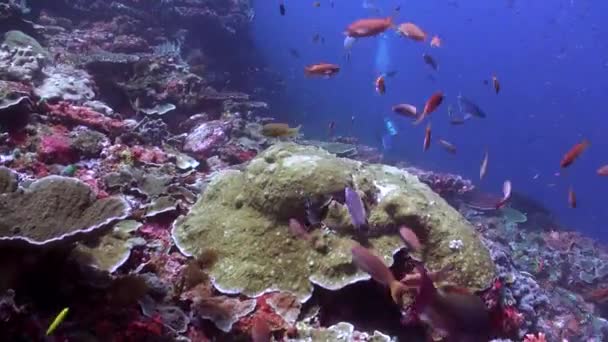 巴厘岛水下景观背景下的鱼群 在巴厘岛珊瑚礁的背景下 一群鱼优雅地滑过碧绿的海水 — 图库视频影像