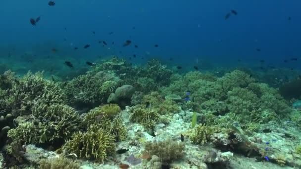 Undervattens Korallrev Landskap Med Fiskstim Bali Grund Korallrev Stim Fisk — Stockvideo