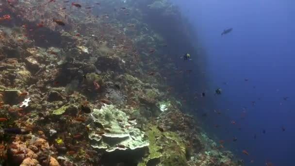 Υποβρύχια Τοπίο Του Μπαλί Μαγευτική Εμφάνιση Σχολείο Των Ψαριών Υποβρύχια — Αρχείο Βίντεο