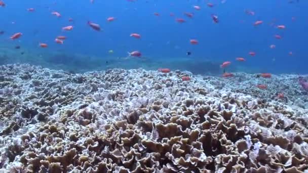 Disfrute Vista Estimulante Las Escuelas Peces Arrecife Coral Submarino Testigo — Vídeos de Stock