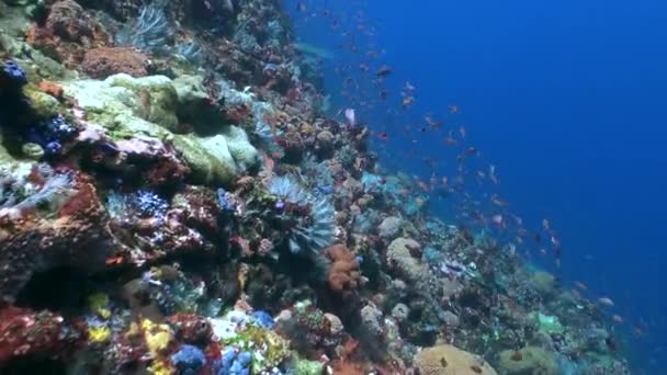 バリのサンゴ礁の水中楽園では 魚の学校が移動します バリ島のサンゴ礁の水中世界は 魚の学校がセンターステージを取るので魅惑的な秘密を明らかにします — ストック動画