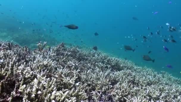 水中サンゴ礁の魚学校のスリリングな経験を保存します 水中サンゴ礁の魚学校の爽快さを受け入れる — ストック動画