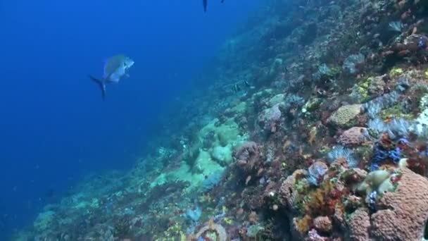 Подводный Коралловый Риф Демонстрирует Потрясающий Массив Коралловых Рыбных Видов Исследуйте — стоковое видео