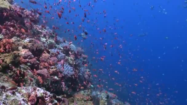 珊瑚礁的水下世界有着各种各样的珊瑚和鱼类种类 潜入充满各种珊瑚和鱼类的水下珊瑚礁的迷人世界 — 图库视频影像