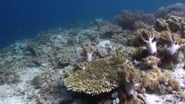 Czarujący Jest Cichy Urok Opuszczonej Podwodnej Rafy Koralowej Urzekająca Cisza — Wideo stockowe