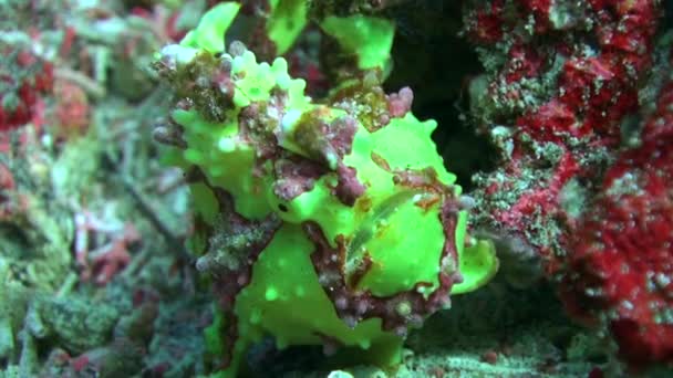 Zelená Ryba Podmořské Říši Svědčí Rozmanitosti Mořského Života Svědkem Zelené — Stock video