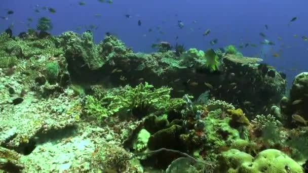 水中明るい緑色のサンゴ礁は 豊富な魚に魅了されています ハードサンゴと魅惑的な魚の学校で息を呑む水中サンゴ礁に浸る — ストック動画