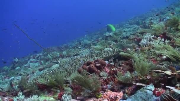 다양한 산호와 물고기 산호초는 미끄러지고있다 산호와 물고기 풍부한 산호초의 매력적인 — 비디오