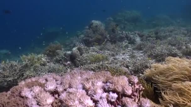 Diepte Van Het Onderwaterkoraalrif Versierd Met Verschillende Koraal Vissoorten Mesmerizing — Stockvideo