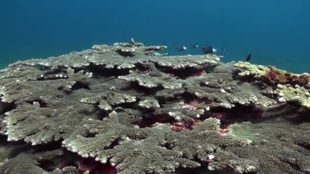水下珊瑚礁具有惊人的硬珊瑚和鱼群特征 迷人的景象 水下珊瑚礁布满坚硬的珊瑚和迷人的鱼群群 巴厘岛迷人的海 — 图库视频影像