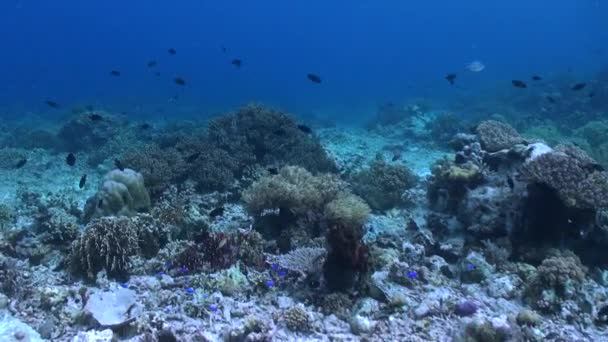水中サンゴ礁は 硬いサンゴや魚を展示しています 水中サンゴ礁の美しさをハードサンゴと活気に満ちた魚の学校で和らげる — ストック動画