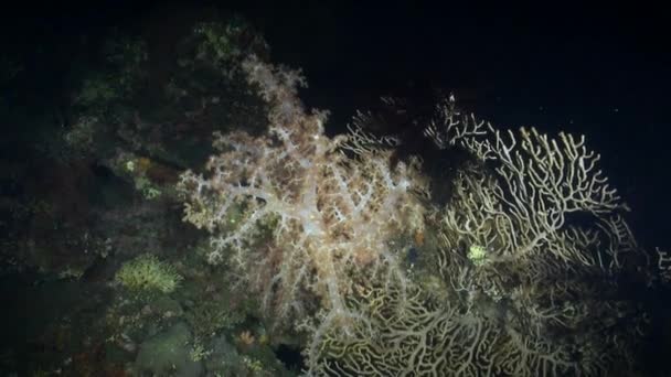 Ambiente Subaquático Bali Revela Milagres Natureza Através Seus Corais Macios — Vídeo de Stock