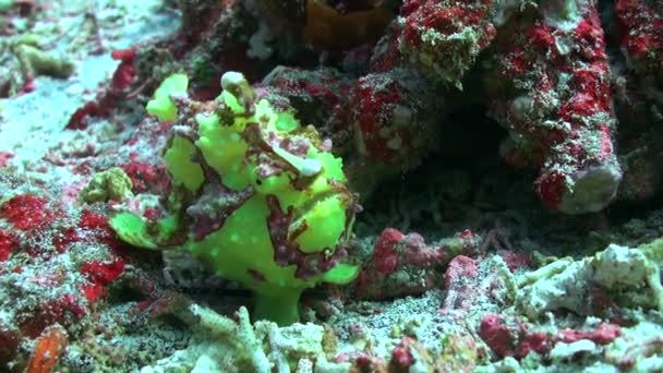 Zelené Ďasovité Podmořské Říši Jsou Jedinečným Druhem Přírody Být Svědkem — Stock video