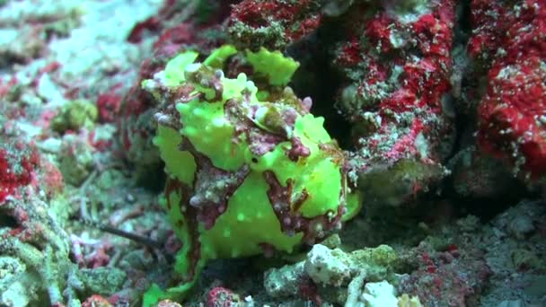 Unieke Verschijning Van Groene Zeeduivel Fascineerde Zowel Duikers Als Onderzoekers — Stockvideo