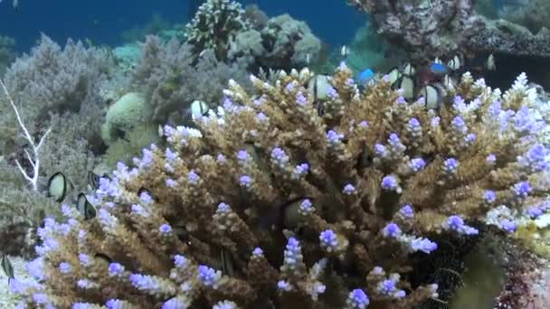 Koralrev Bali Guldgrube Biodiversitet Naturlige Vidundere Indviklede Mønstre Strukturer Koraller – Stock-video