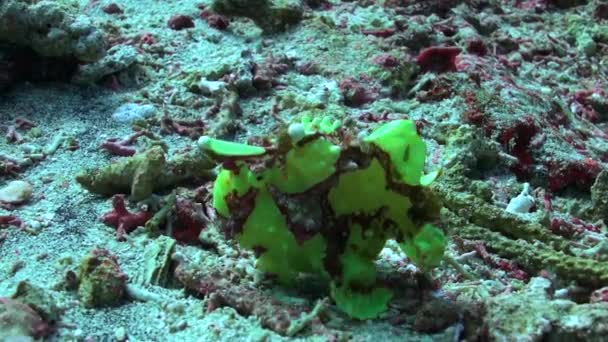 翠绿的垂钓鱼为水下世界增添了独特而非凡的触觉 在水下 翠绿的鳗鱼确实是独一无二的 也是迷人的 — 图库视频影像