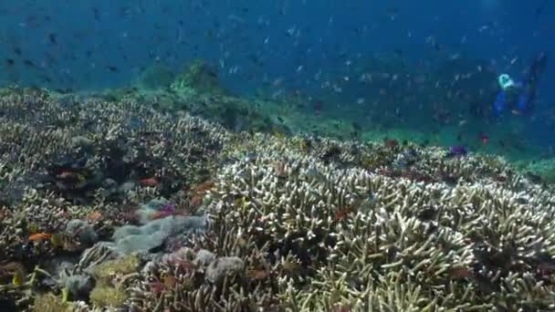 Komplizierter Tanz Der Fischschwärme Unterwasserkorallenriff Ist Sehen Fischschwärme Unterwasser Korallenriff — Stockvideo