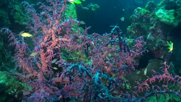 Interacción Entre Los Corales Blandos Los Peces Medio Marino Fascinante — Vídeos de Stock