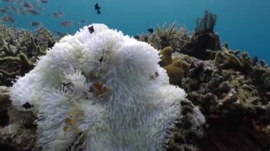 Beyaz şakayık ve onun animasyon palyaço balığı hakkındaki sualtı yakın çekim videosu. Beyaz şakayığın büyüleyici güzelliğine dalın ve palyaço balık komşuları sualtı yakın çekim videosuyla.