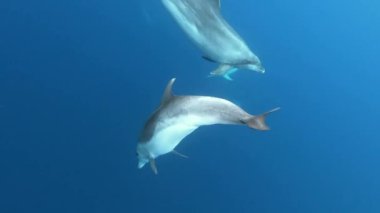 Atlantik Okyanusu Azores adalarının mavi sularında oynayan yunus sürüsü. Vahşi yunusların nefes alışlarını yakından çek. Sudaki deniz hayvanları doğal ortamlarında. Vahşi yaşam doğası.