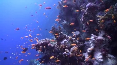 Su altındaki mercan resiflerindeki küçük balık sürüsü. Su altı mercan resifleri, çeşitli küçük balık türlerinin nezaketi sayesinde parlaklık ve ihtişam ile doludur..