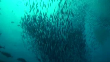 Balık sürüsü Maldivler 'deki sualtı okyanusuna enerji ve dinamizm katar. Maldivler 'in sualtı dünyasında balıklar canlı ve renkli bir ortam yaratırlar..