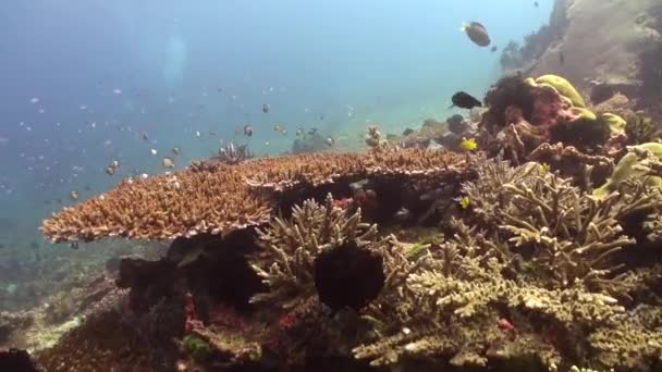 珊瑚礁展现了这些海洋生物的精致美丽 水下珊瑚礁上的鱼群为环境增添了色彩和生命 — 图库视频影像