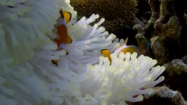 Anmut Von Weißer Anemone Und Clownfischen Einem Unterwasser Nahaufnahme Video — Stockvideo