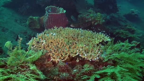 Υποβρύχια Κοραλλιογενή Ύφαλο Του Μπαλί Είναι Γεμάτη Μαγευτική Ποικιλία Ψαριών — Αρχείο Βίντεο