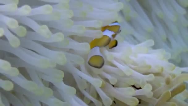 Magnifique Anémone Blanche Ses Partenaires Clownfish Vidéo Gros Plan Sous — Video