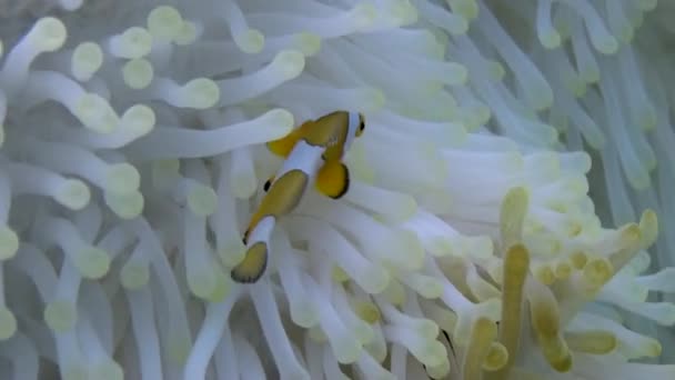 Anemone Bianco Suo Giocoso Pesce Pagliaccio Uno Splendido Video Ravvicinato — Video Stock