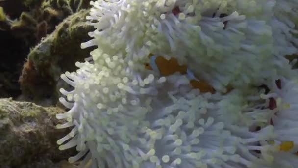 Royaume Sous Marin Anémone Blanche Clownfish Dans Une Superbe Vidéo — Video