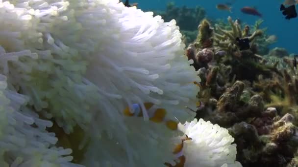 在水下拍摄美丽的白色海葵和小丑鱼的特写视频 海底海葵和小丑鱼是五彩斑斓的交响曲 在水下形成了惊人的奇观 — 图库视频影像