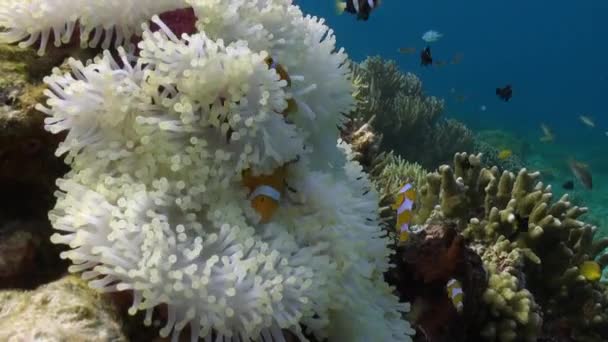 宏观视频水下海葵和小丑鱼的美丽让我们赞叹不已 海底海葵和小丑鱼的美丽见证了海洋生物的奇迹 后续行动 — 图库视频影像
