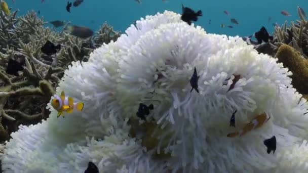 Anemones와 생활에 어릿광대 물고기의 아름다움 아네몬과 광대어의 아름다움은 생동감 넘치는 — 비디오