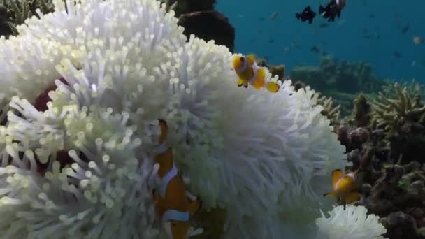 在水下特写视频中 白葵和小丑鱼的细节 观看美丽的白色海葵和小丑鱼的令人叹为观止的特写视频时 让自己沉浸在深深的惊奇之中 — 图库视频影像